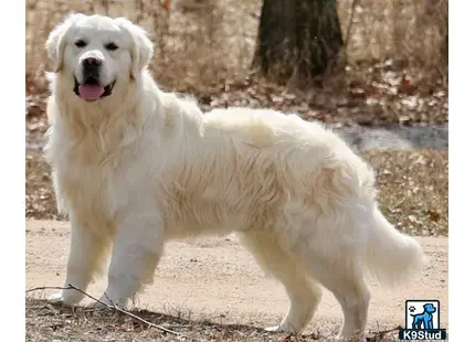 a white golden retriever dog standing on a dirt path